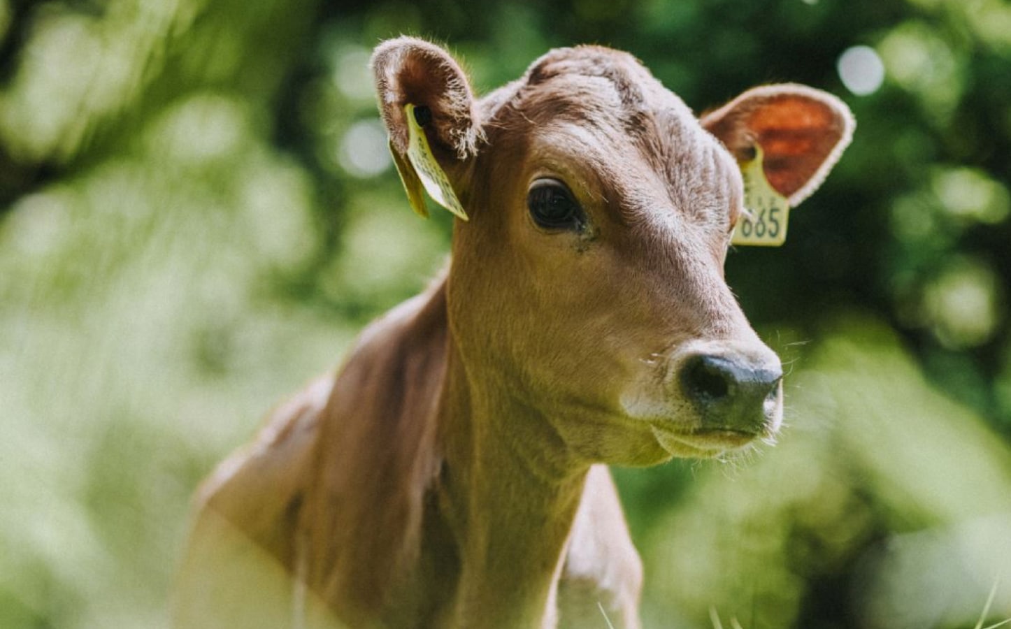 Quickes cow in field