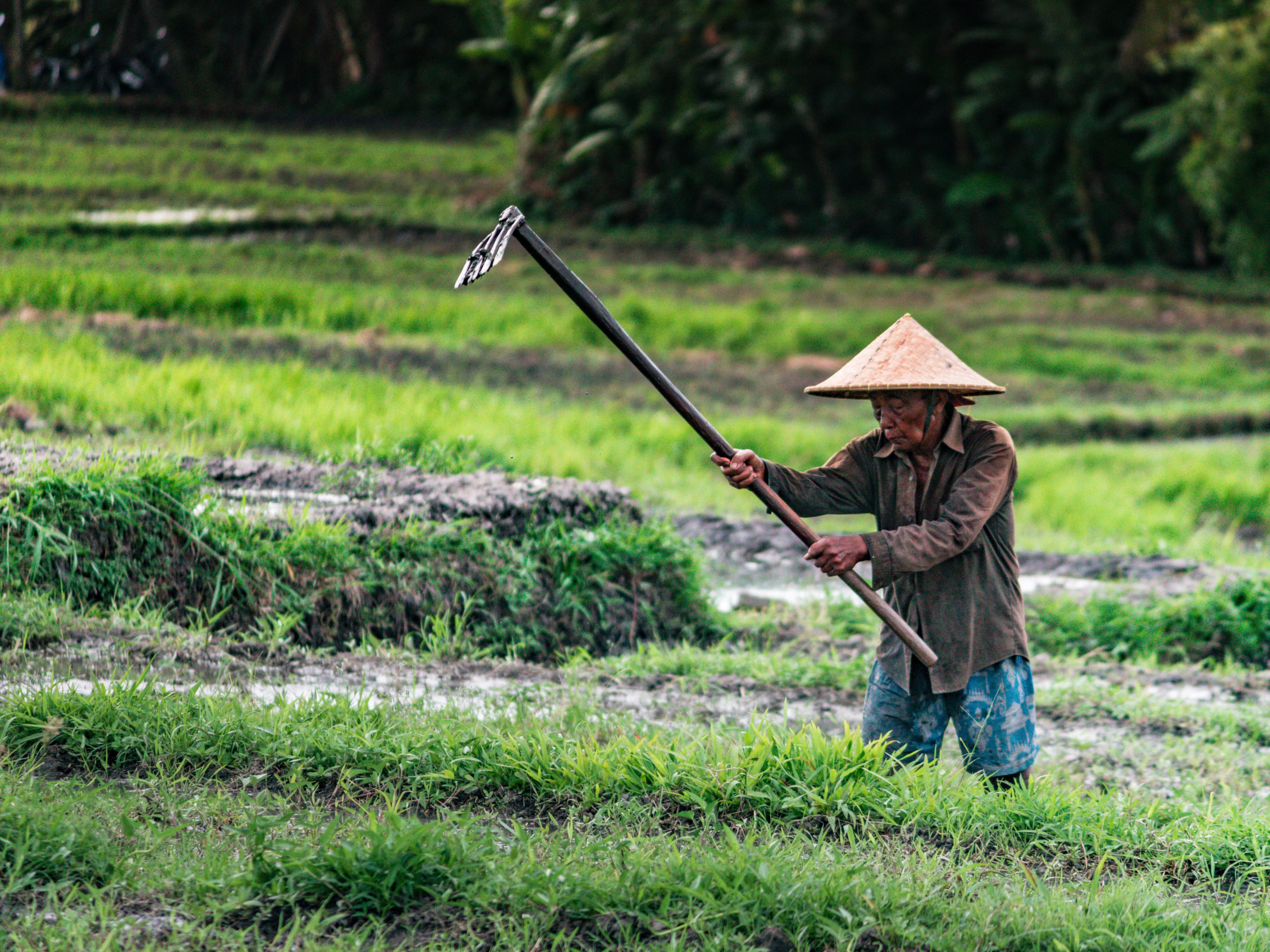 Gardening in field