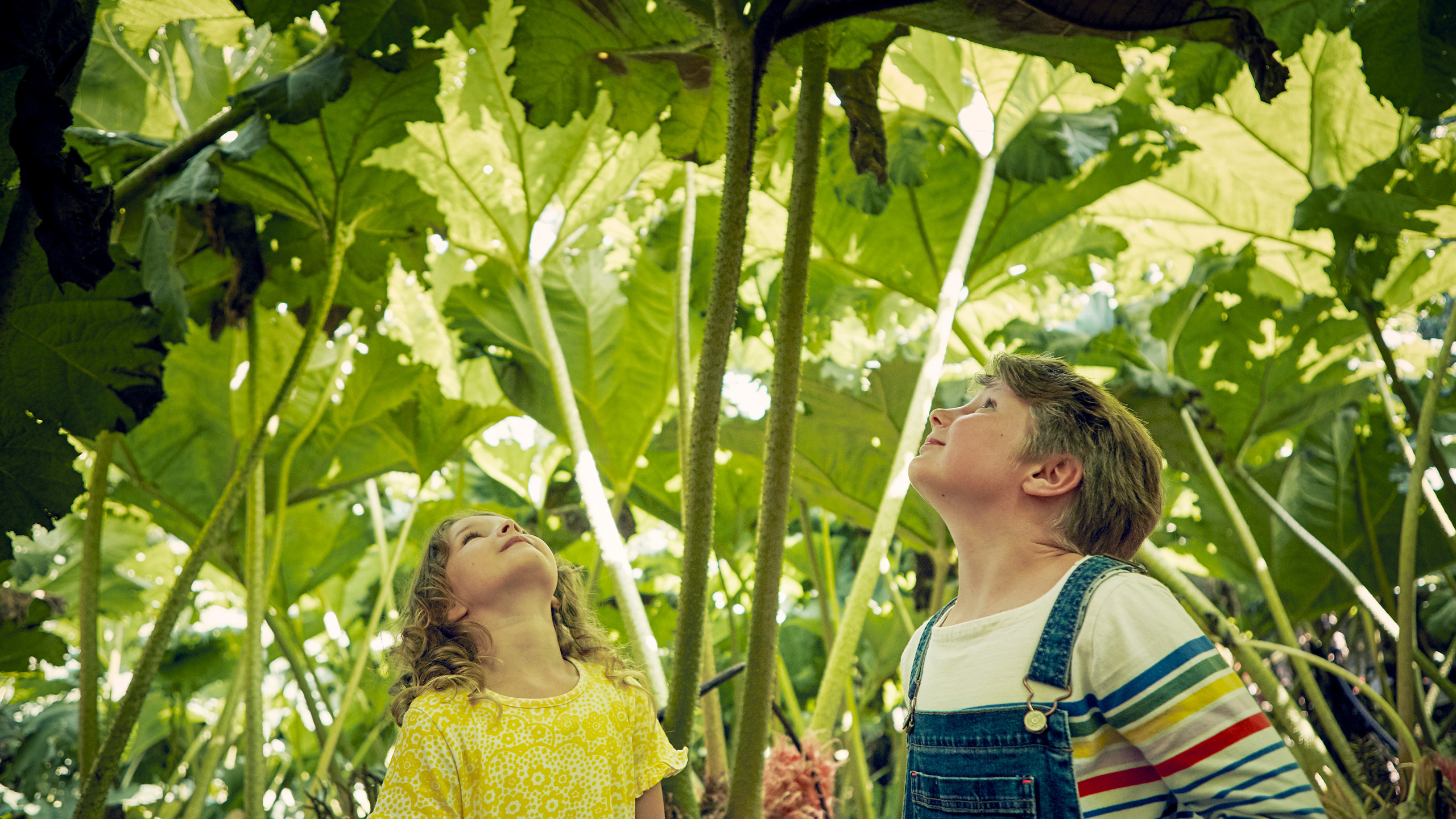 Children playing in the Gunnera Passage at Trebah Garden Cornwall