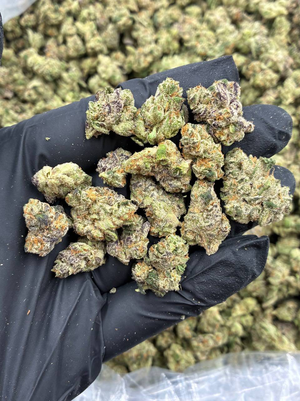 Why Quality Cannabis Matters: You Get What You Pay For 2