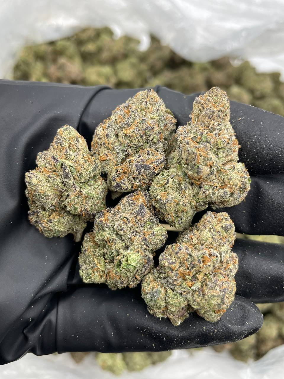 BLUE CANDY LEMONS INDOORS 🍭🍋 