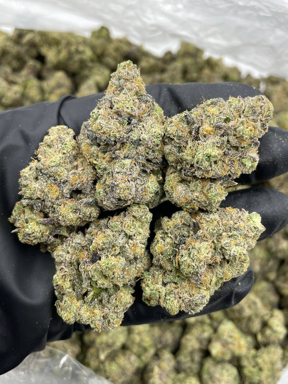 PINK VERSACE INDOORS 💗💰 