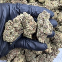 CHEETAH PISS DEPS 🔥  view 1