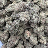 CHEETAH PISS DEPS 🔥  view 2