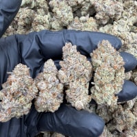 GAS FUMEZ ⛽️  view 2