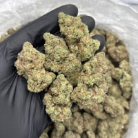 SOUR APPLE MIXED LIGHTS 🍏 view 1