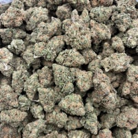 ORANGE CREAMSICLE 🍊  view 2