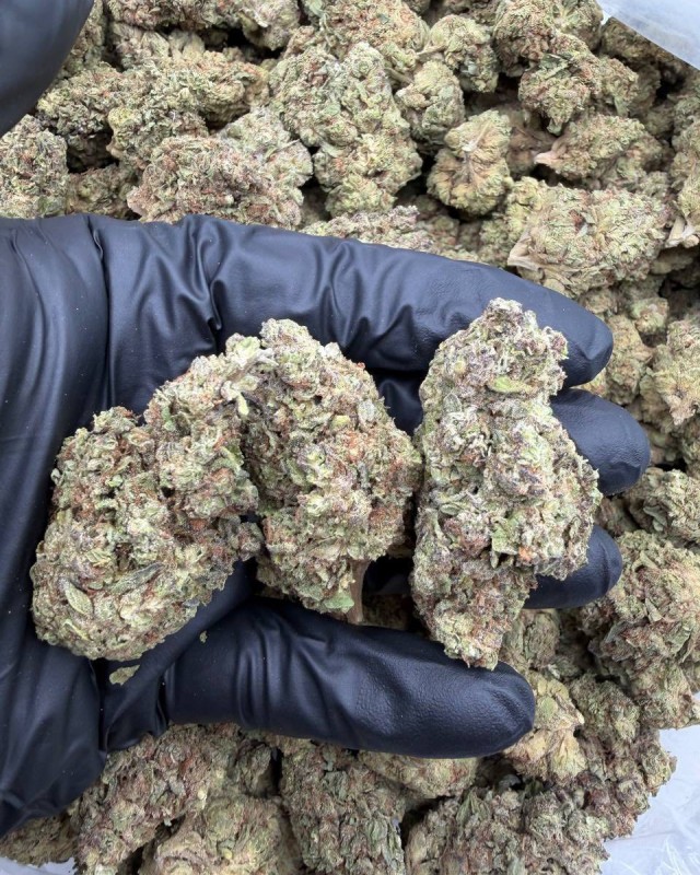 CHEETAH PISS DEPS 🔥 