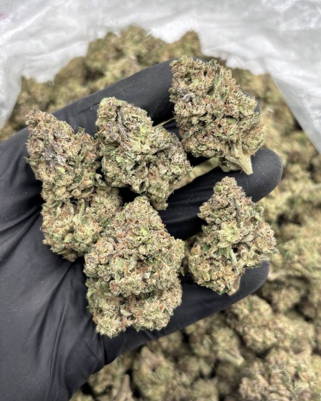 DOSI BUTTER MIXED LIGHTS 🥞🧈 