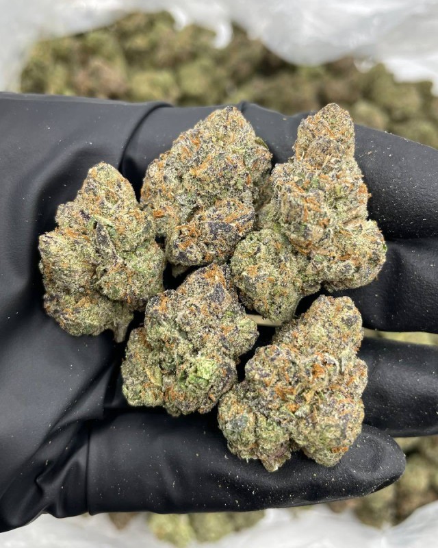 BLUE CANDY LEMONS INDOORS 🍭🍋 