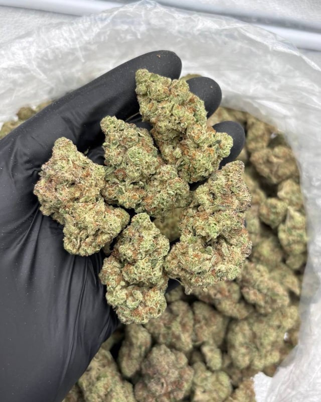 SOUR APPLE MIXED LIGHTS ๐