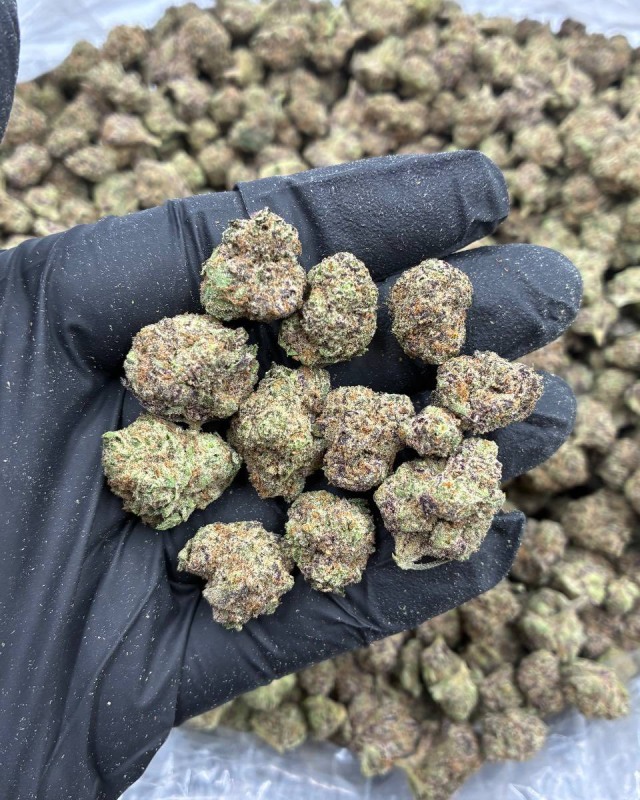 PURPLE POP ROX SM ๐พ