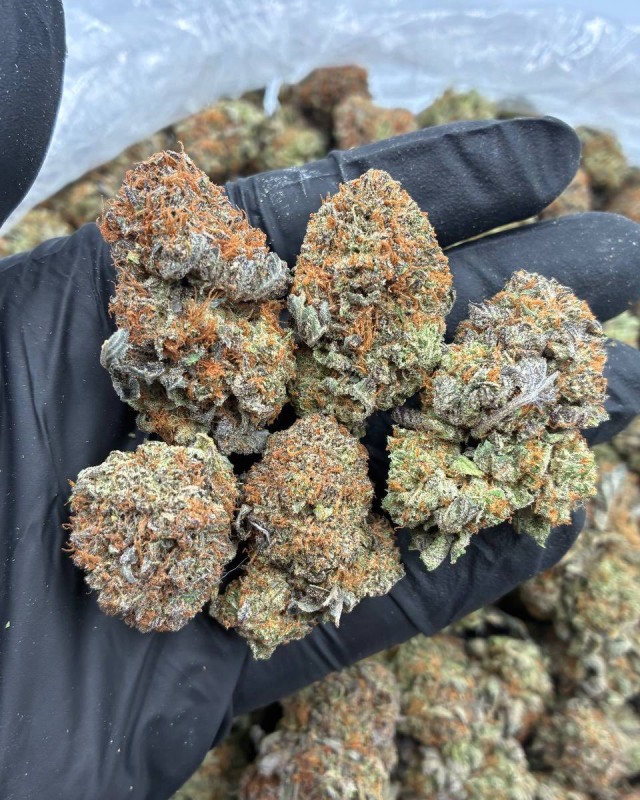 PURPLE BUBBALATO ๐๐ฆ