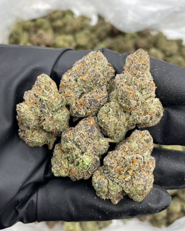 BLUE CANDY LEMONS INDOORS ๐ญ๐