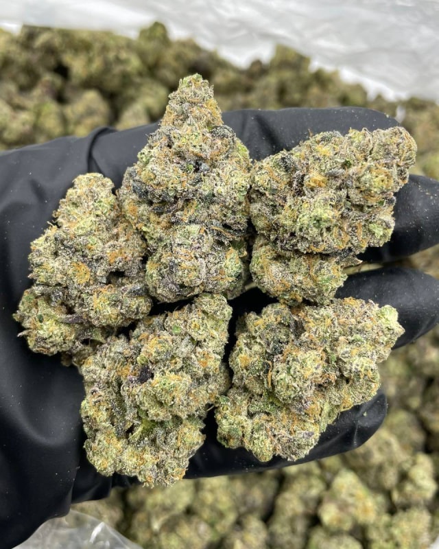 PINK VERSACE INDOORS ๐๐ฐ