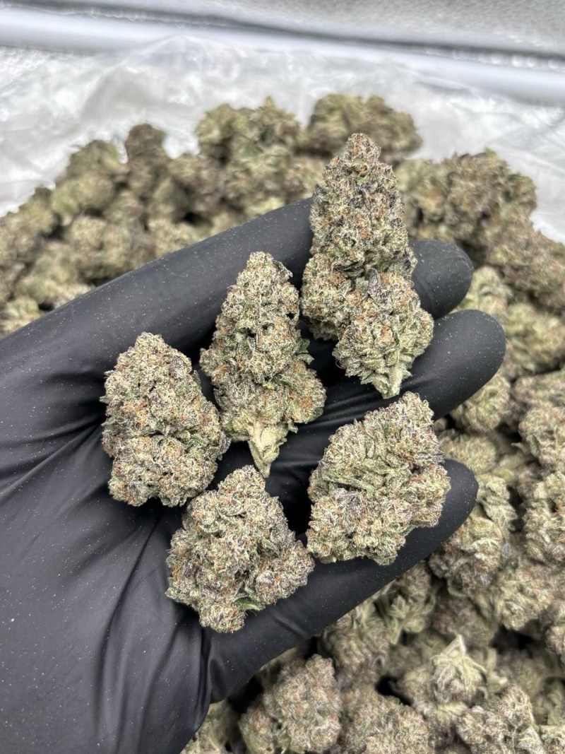 SHORTCAKE MIX LIGHTS 🍰