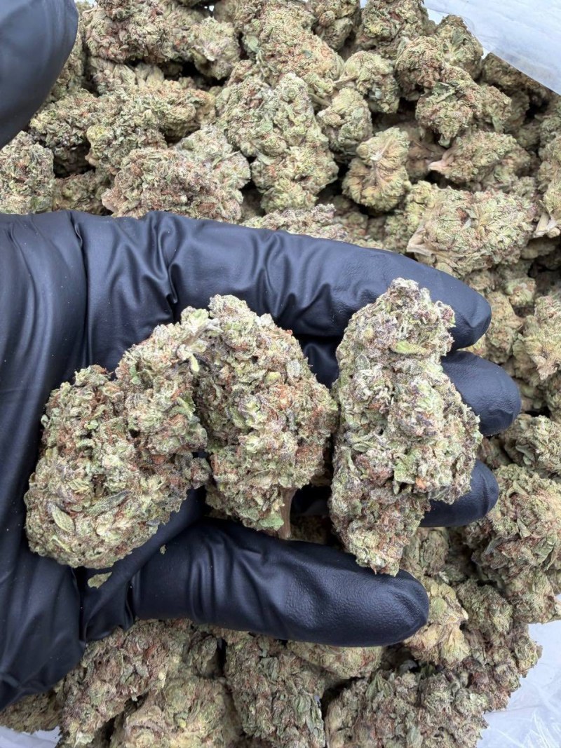 CHEETAH PISS DEPS π₯