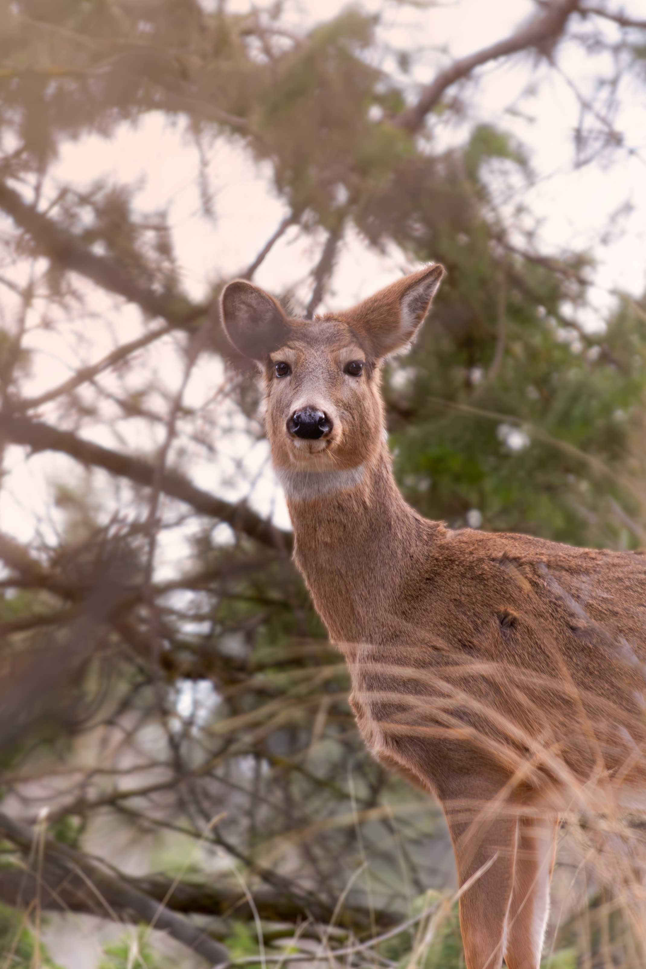 deer close-up