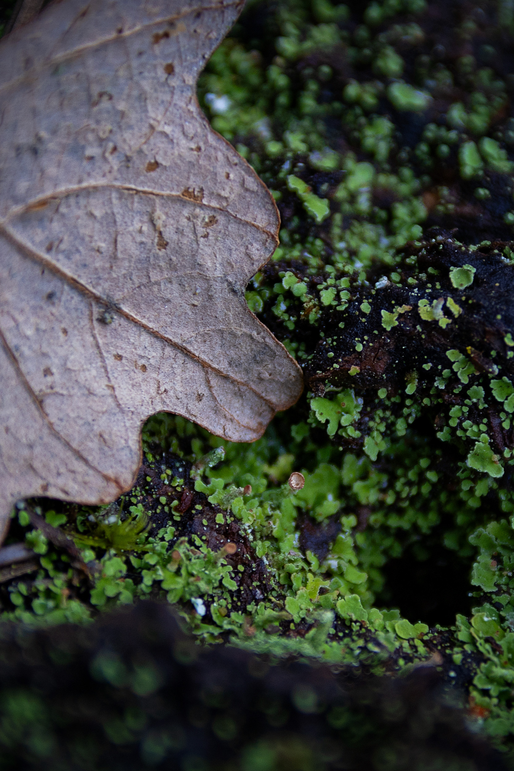 leaf macro photo