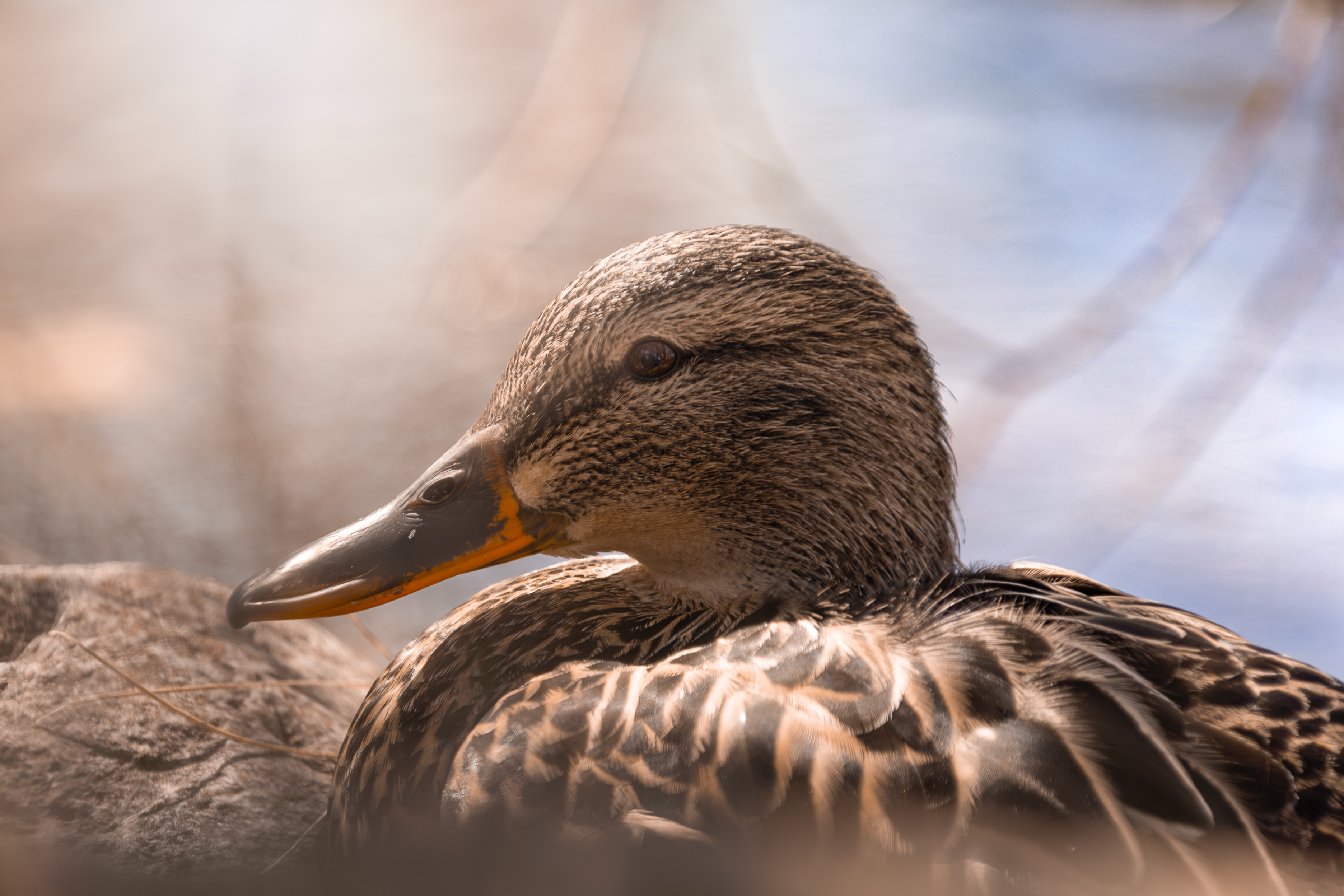 Duck in the sun