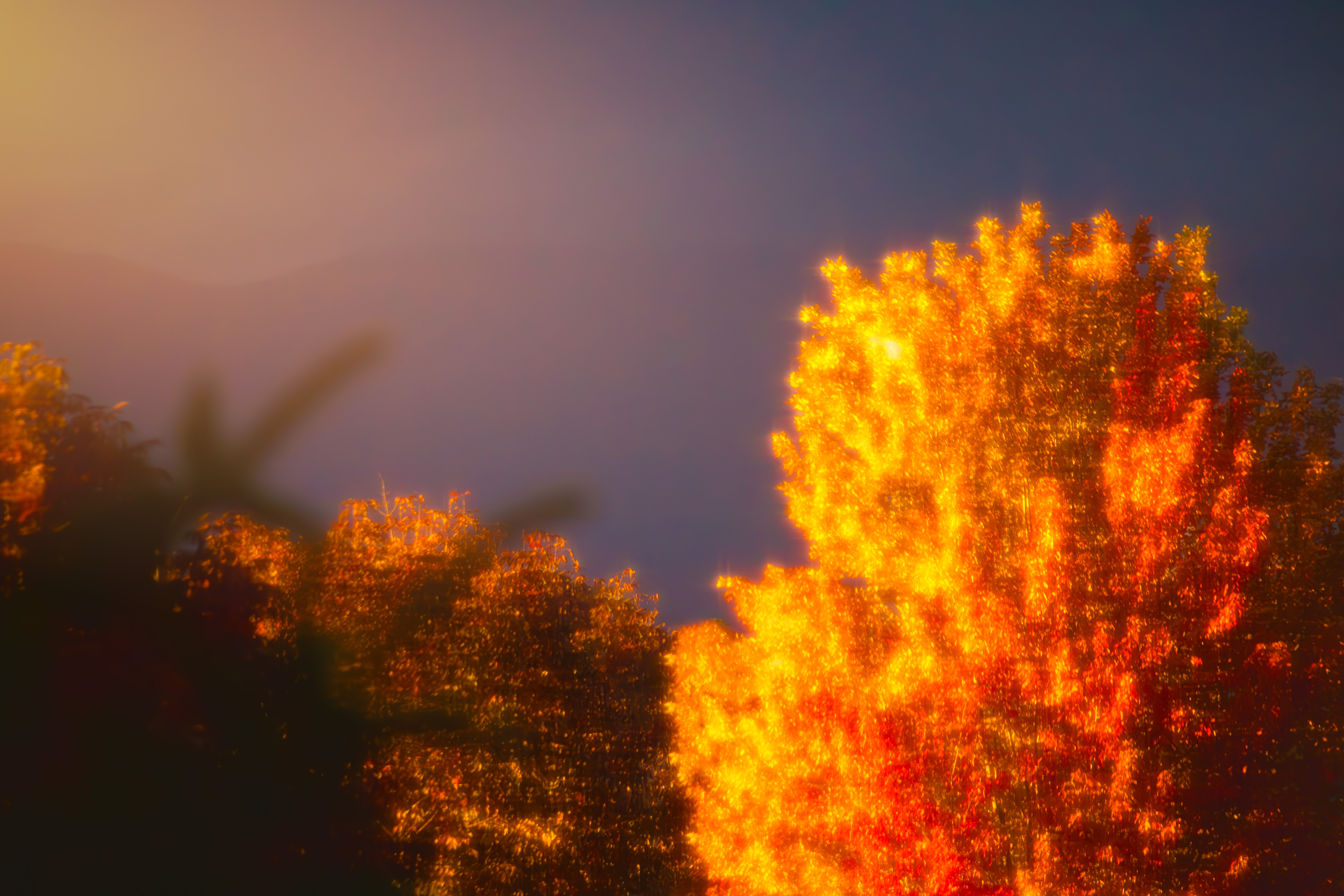 Golden Light on trees