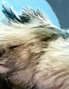 TESL_Giant_Chicken_1313x315.jpg