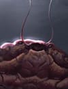 TESL_Mudcrab_Merchant_Article_1315x315.jpg