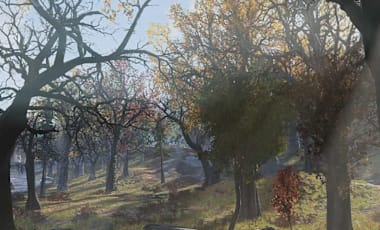A forest with a river running down the middle of it.