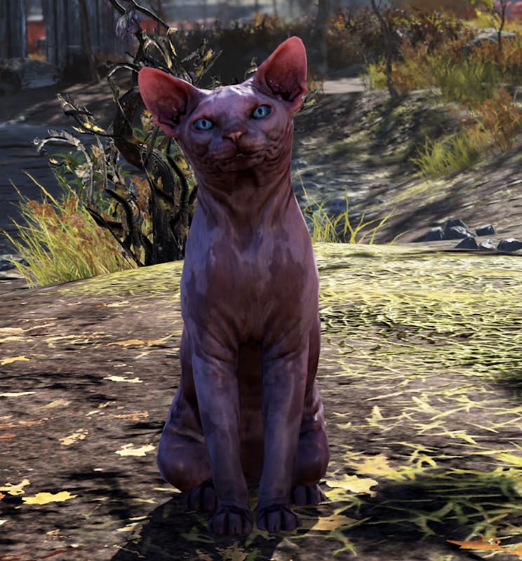 A close-up screenshot of the Sphynx Cat standing at attention in Fallout 76