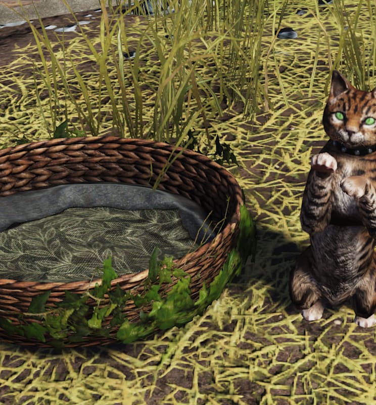 A green-eyed wild cat wearing a leather collar stands on its hind legs beside a woven basket bed in a grassy area.