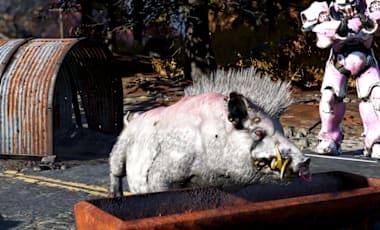 A Rooter Radhog feeds from a rusted trough on a broken roadway in Fallout 76, with a pink power‑armored Vault Dweller standing behind it, weapon raised among autumn trees and scrap.
