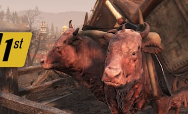 A close-up of a pack of brahmin carrying a large cargo load on their back