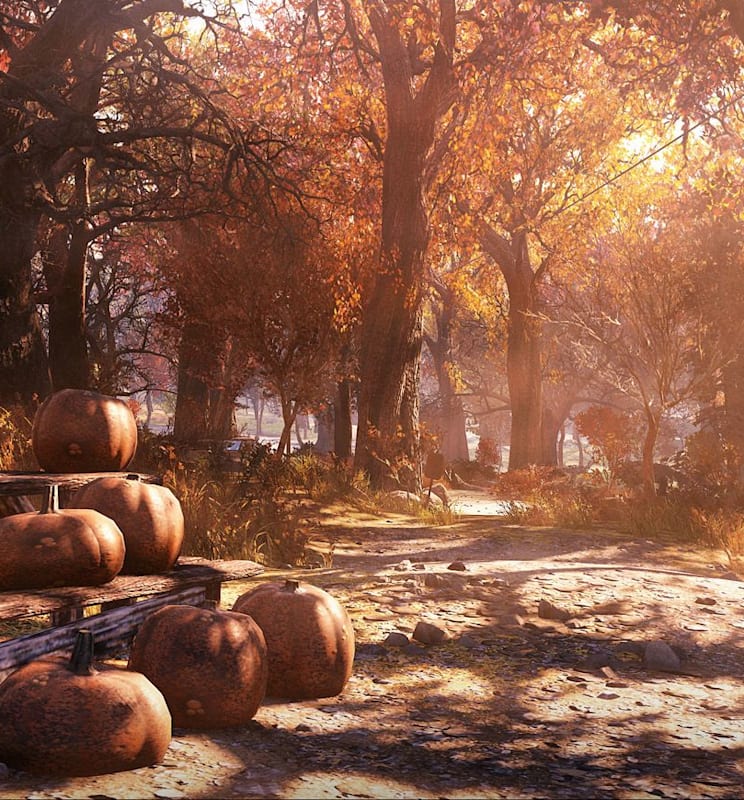 Pumpkins gathered on the side of a dirt road in a forest.