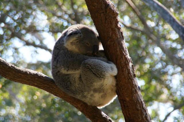 街へ戻るかたはフェリーへ