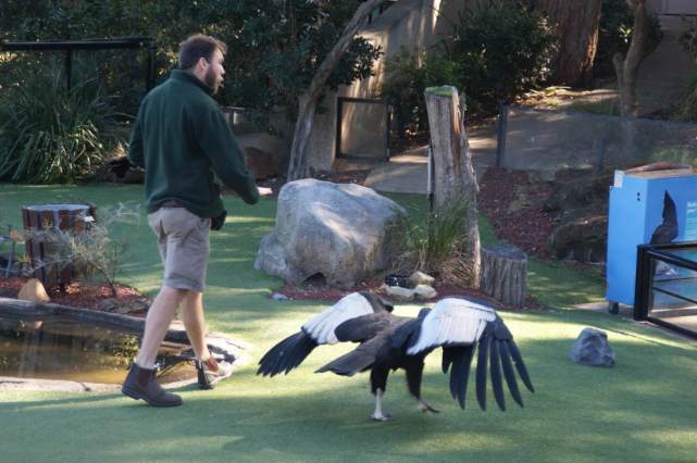 バードショー見学