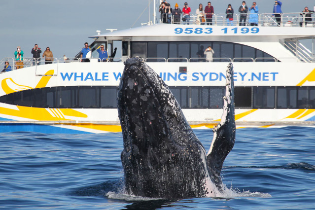 3階建ての船で色んな角度からクジラウォッチング！