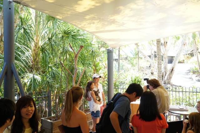 コアラと記念写真（月・金を除く）