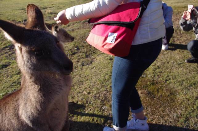 野生カンガルー探検