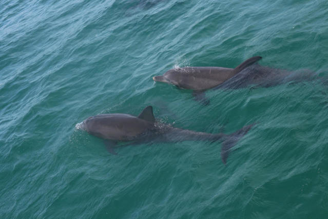 イルカウォッチングクルーズ