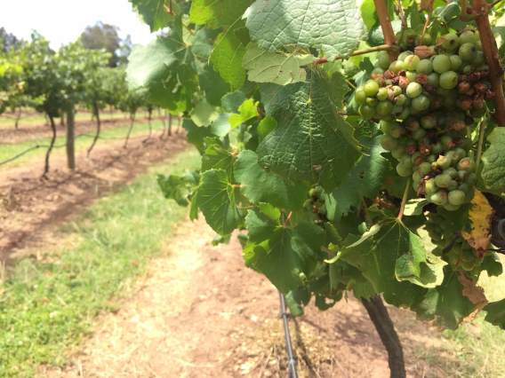 ハンターバレー出発