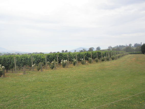 メルボルン帰着