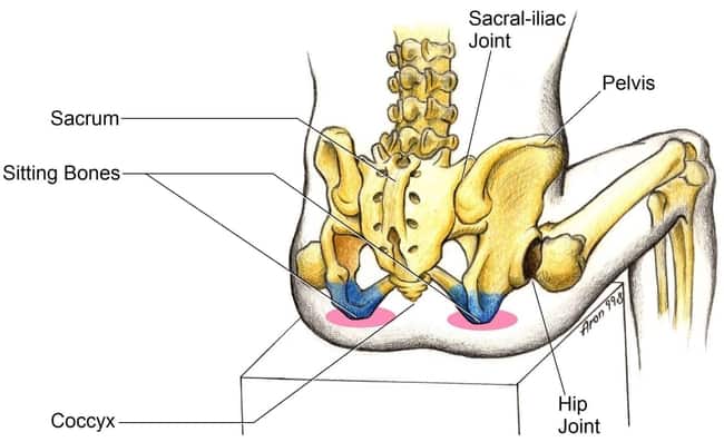 Pelvis diagram showing the sitting bones and coccyx where they press into a seat, with the sacrum, sacroiliac joint and hip joint labeled