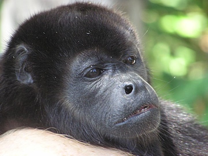 Close up of a monkey