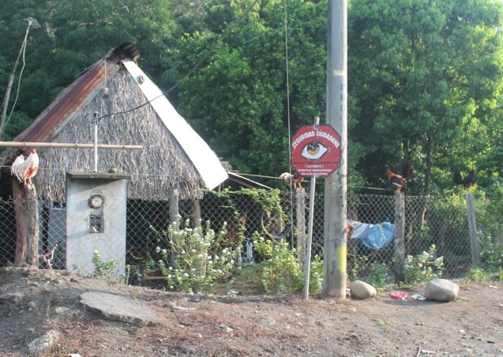 Chickens in a farm