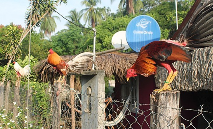 Birds on a wire