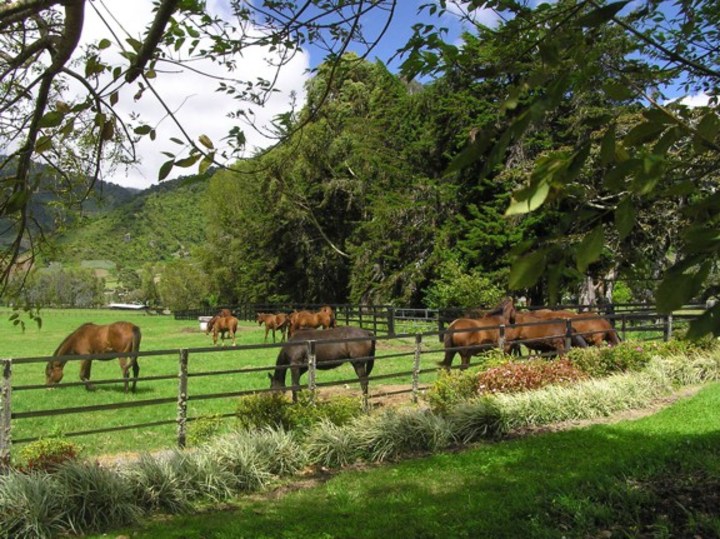 Horses eating grass