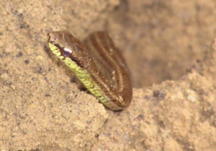 Copper colored snake