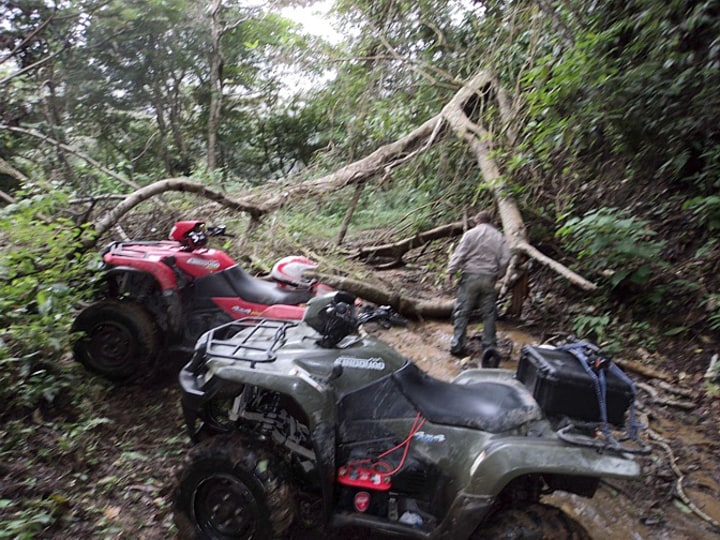 Fallen tree