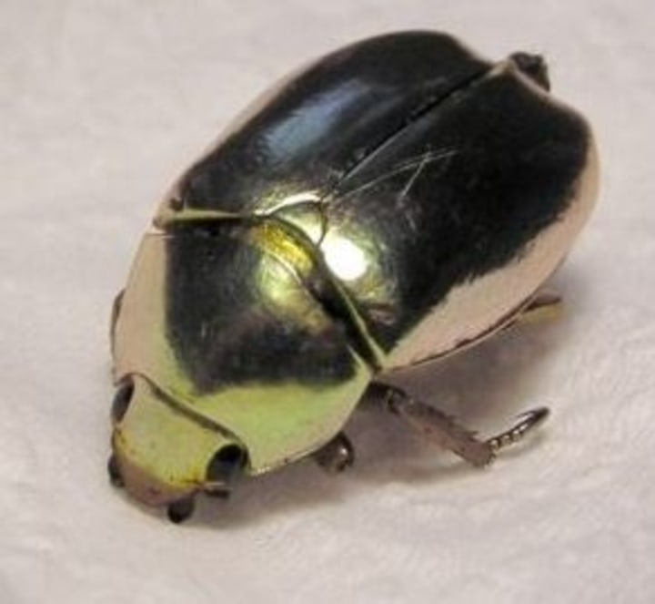 Gold Beetle