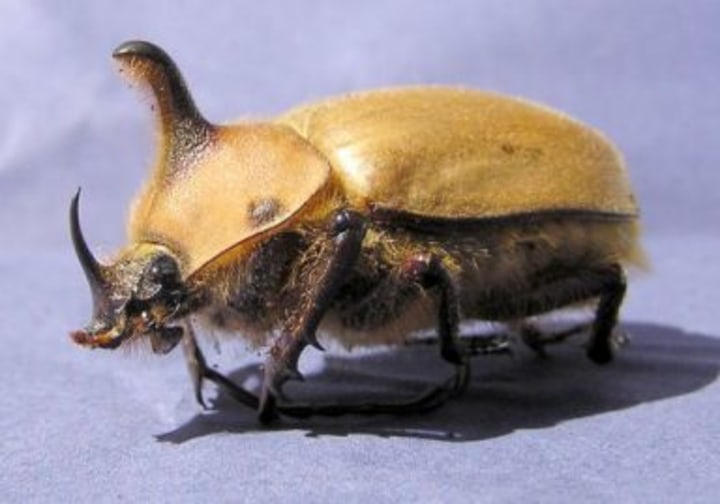 Horned Beetle